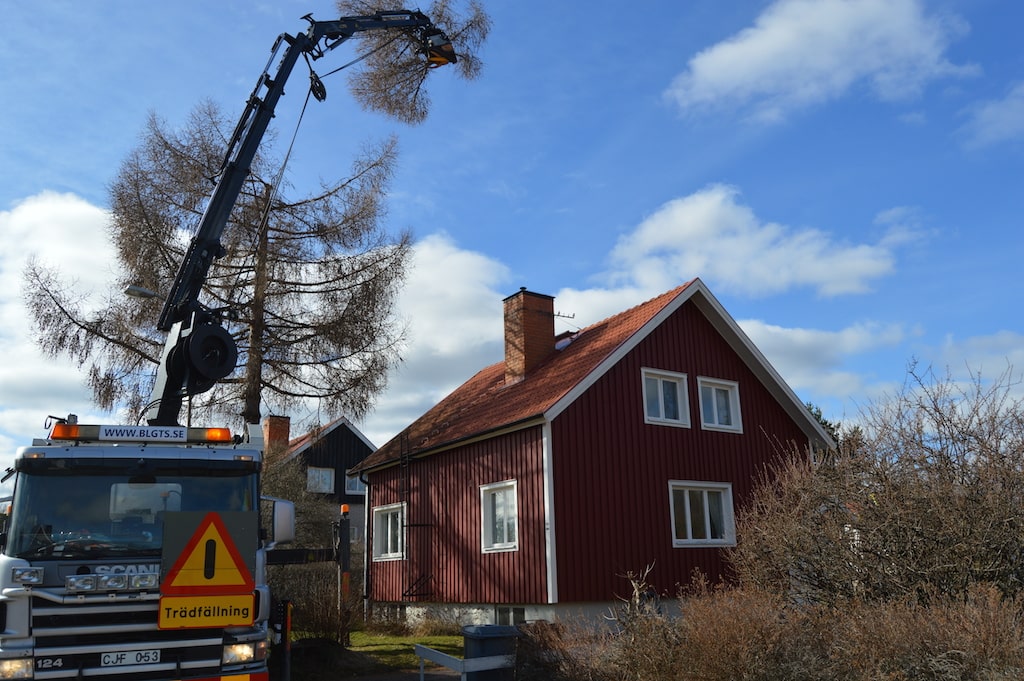 Foto från ett uppdrag där Borlänge Trädgårdsservice utför trädfällning i Ludvika.